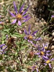 Eucephalus ledophyllus