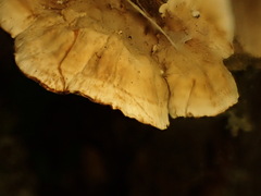 Stereum subtomentosum