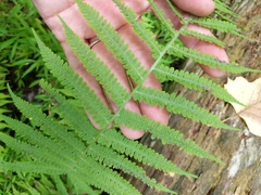 Deparia acrostichoides