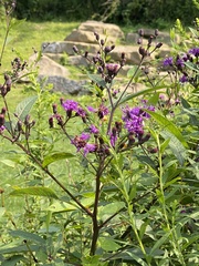 Vernonia gigantea