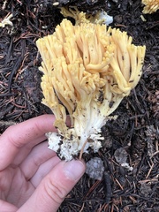 Ramaria largentii