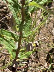 Eucephalus ledophyllus