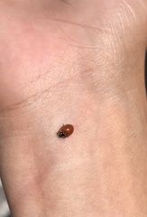 Cycloneda emarginata