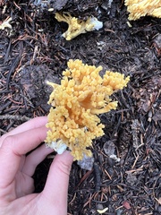Ramaria largentii