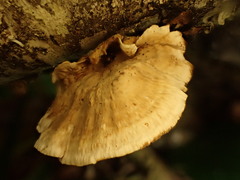 Stereum subtomentosum