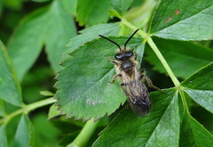 Andrena fulva