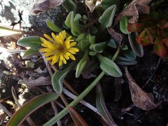 Erigeron aureus