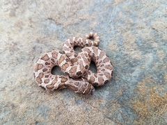 Heterodon nasicus