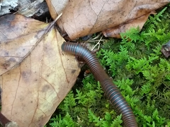 Narceus americanus