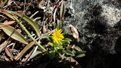 Erigeron aureus