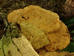 Stereum subtomentosum