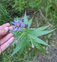 Canadanthus modestus