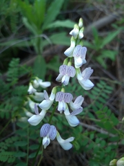 Vicia sylvatica