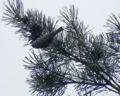 Lophophanes cristatus