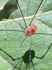 Leiobunum aldrichi