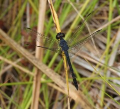 Erythrodiplax berenice