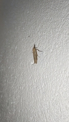 Agriphila tristella