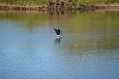 Himantopus mexicanus