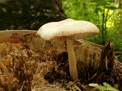 Pluteus tomentosulus