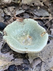 Russula parvovirescens