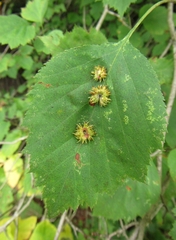 Dasineura crataegibedeguar