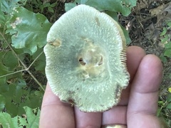 Russula parvovirescens