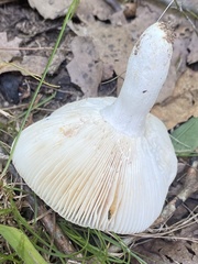 Russula parvovirescens