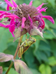 Melanoplus bivittatus