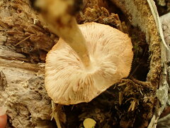 Pluteus tomentosulus