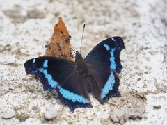 Kaniska canace