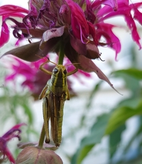 Melanoplus bivittatus