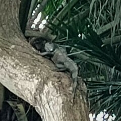 Iguana iguana
