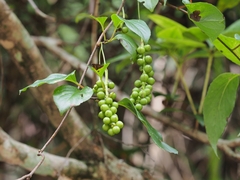 Schisandra arisanensis