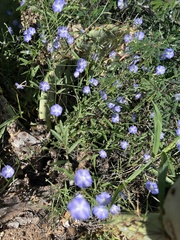 Evolvulus arizonicus