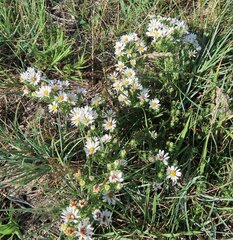 Symphyotrichum falcatum