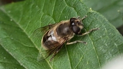 Eristalis tenax