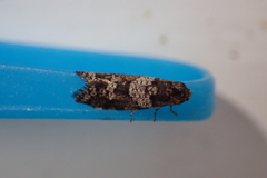 Lepidoscia heliochares