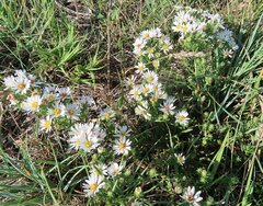 Symphyotrichum falcatum