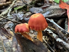Fungi