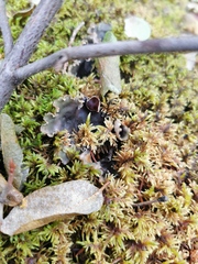 Peltigeraceae