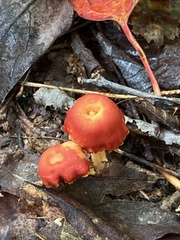 Fungi