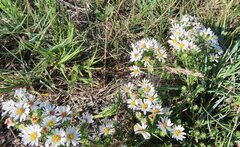 Symphyotrichum falcatum