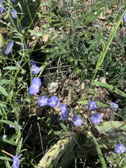 Evolvulus arizonicus