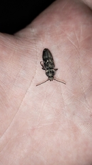 Hylotrupes bajulus