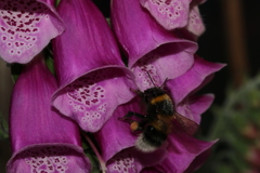 Bombus lucorum