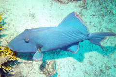 Pseudobalistes fuscus