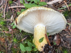 Lactarius repraesentaneus