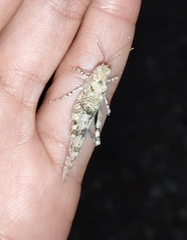 Sphingonotus caerulans