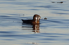 Cerorhinca monocerata