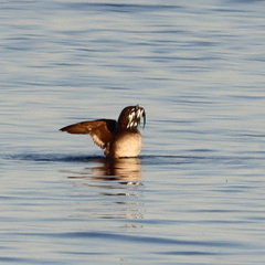 Cerorhinca monocerata